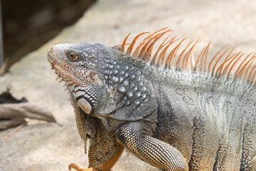 Fototapeta premium Green Iguana is sunning during mating season in the tropical rainforests of Costa Rica