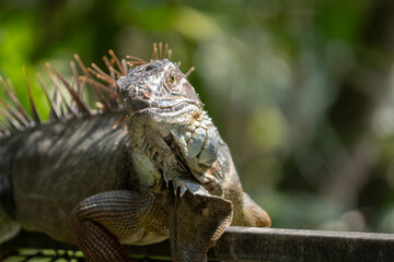 Green Iguana is sunning during mating season in the tropical rainforests of Costa Rica