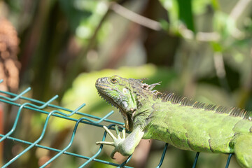 Green Iguana is sunning during mating season in the tropical rainforests of Costa Rica