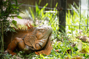 Obraz premium Green Iguana is sunning during mating season in the tropical rainforests of Costa Rica