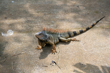 Green Iguana is sunning during mating season in the tropical rainforests of Costa Rica