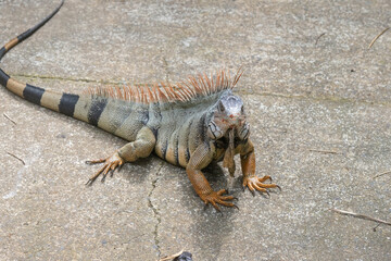 Green Iguana is sunning during mating season in the tropical rainforests of Costa Rica