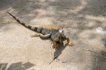Green Iguana is sunning during mating season in the tropical rainforests of Costa Rica