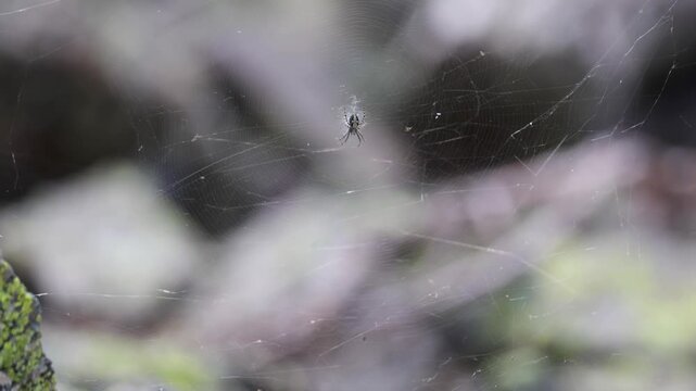 Large spider web on grass close up