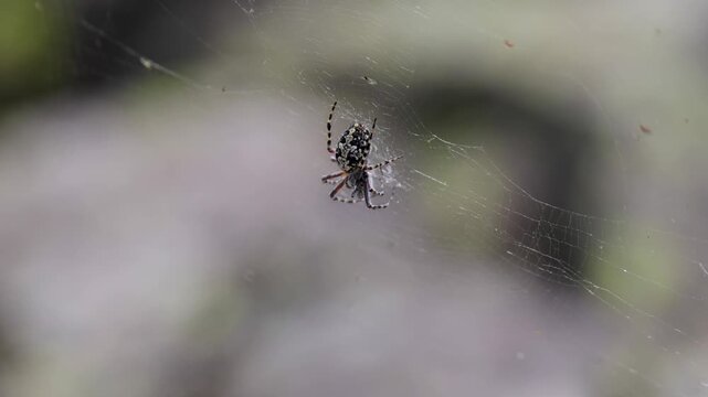 Large spider web on grass close up