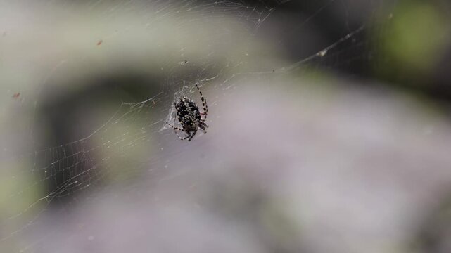 Large spider web on grass close up