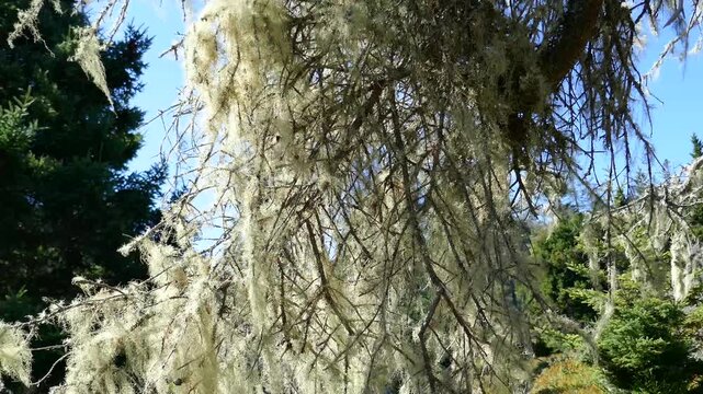 Old man's beard lichen hanging from tree branch and blowing in wind