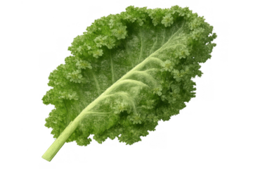 Fresh green curly kale leaf on a transparent background, depicting healthy eating and organic nutrition concepts