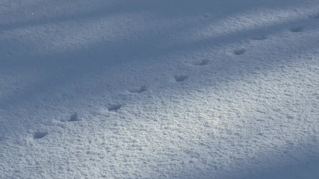 Empreintes d'animaux dans une zone bois&eacute;e enneig&eacute;e en hiver au Qu&eacute;bec, Canada. Traces de canard dans la neige.