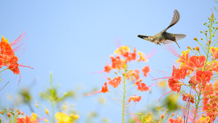 Beautiful hummingbird, a beautiful hummingbird in its ballet, collecting nectar from the beautiful flowers of Brazil, selective focus. © Milton Buzon