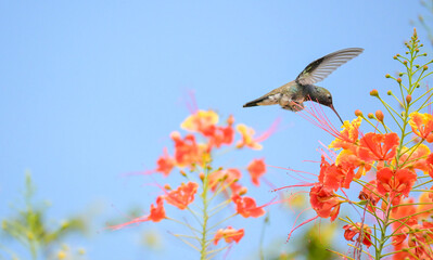 Fototapeta premium Beautiful hummingbird, a beautiful hummingbird in its ballet, collecting nectar from the beautiful flowers of Brazil, selective focus.