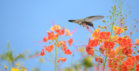 Beautiful hummingbird, a beautiful hummingbird in its ballet, collecting nectar from the beautiful flowers of Brazil, selective focus. © Milton Buzon