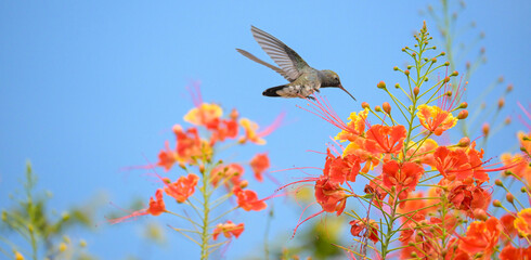 Beautiful hummingbird, a beautiful hummingbird in its ballet, collecting nectar from the beautiful flowers of Brazil, selective focus. © Milton Buzon