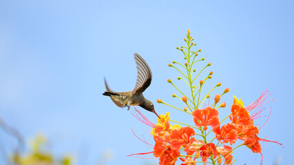 Beautiful hummingbird, a beautiful hummingbird in its ballet, collecting nectar from the beautiful flowers of Brazil, selective focus. © Milton Buzon
