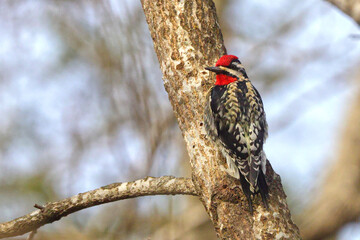 Yellowbellied sapsucker woodpecker perched against tree. 