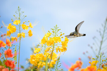 Beautiful hummingbird, a beautiful hummingbird in its ballet, collecting nectar from the beautiful flowers of Brazil, selective focus. © Milton Buzon