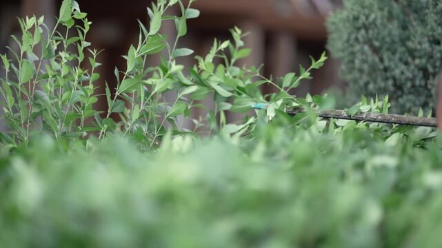 Gardener trimming overgrown green bush by electric hedge clippers. Selective focus, motion blur. Man cutting thuja in garden. Gardening at backyard. Unrecognizable person, slow motion