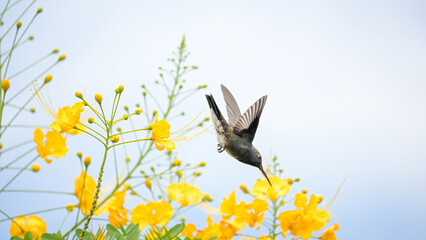 Beautiful hummingbird, a beautiful hummingbird in its ballet, collecting nectar from the beautiful flowers of Brazil, selective focus. © Milton Buzon