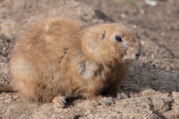 Portrait of a groundhog (marmota monax)