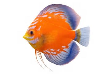 Discus fish swimming, vibrant exotic tropical aquarium pet with orange, blue, and white markings, transparent background