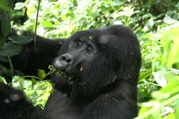 Gorilla trekking in Bwindi Impenetrable National Park (Uganda)