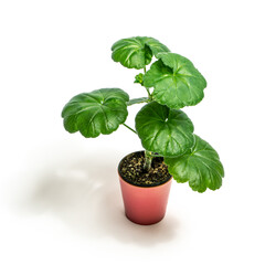 A geranium seedling in a small pink flower pot isolated on white background