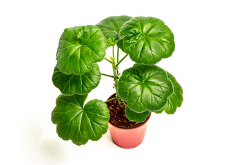 A geranium seedling in a small pink flower pot isolated on white background