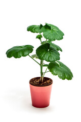 A geranium seedling in a small pink flower pot isolated on white background