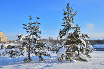 Snow-covered fir trees in a city park in Moscow, Russia