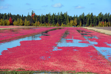 Naklejka premium Cranberry farm water management harvesting in Saint-Louis-de-Blandford located on the Becancour River in Arthabaska county Centre-du-Quebec region.