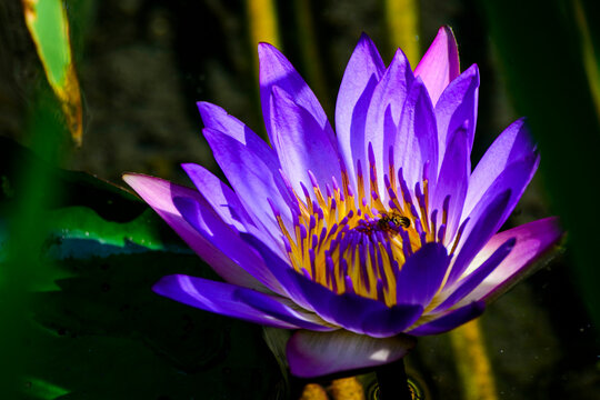 purple water lily
