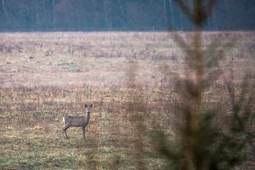 Roe deer © zamass