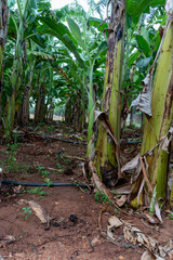 Les banani&egrave;res au jardin en &eacute;t&eacute; au sri Lanka 