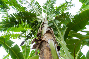 Les banani&egrave;res au jardin en &eacute;t&eacute; au sri Lanka 