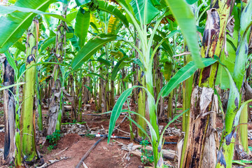 Les banani&egrave;res au jardin en &eacute;t&eacute; au sri Lanka 