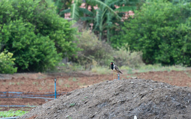 un oiseau dans un jardin