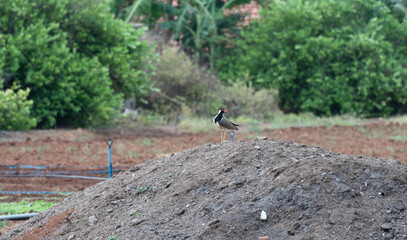 un oiseau dans un jardin