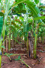 Les banani&egrave;res au jardin en &eacute;t&eacute; au sri Lanka 