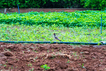 un oiseau dans un jardin