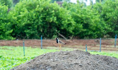 un oiseau dans un jardin