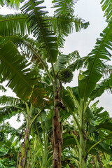 Les banani&egrave;res au jardin en &eacute;t&eacute; au sri Lanka 