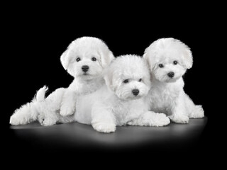 Cute little white Bichon Frize puppies