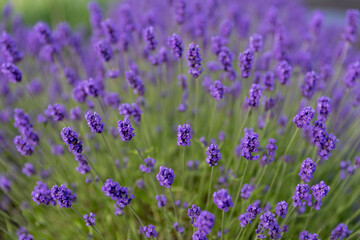 field of lavender