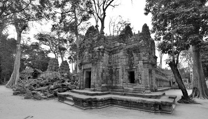  Crocodile Tree in Ta Prohm Temple (tree temple) in Angkor Wat complex in Cambodia where Laura Croft in Tomb Raider was shot. A Buddhist temple built in the 12th century.