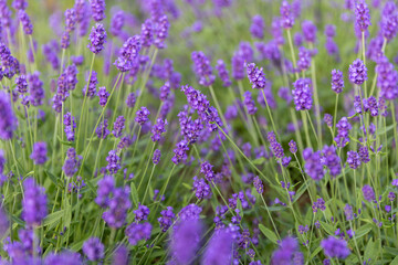 field of lavender flowers