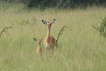 Antilopes - safari in Uganda © Franziska