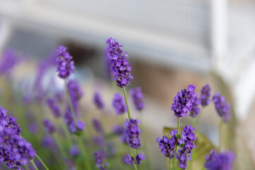 close up of lavender flowers