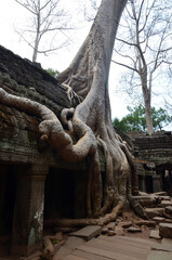  Crocodile Tree in Ta Prohm Temple (tree temple) in Angkor Wat complex in Cambodia where Laura Croft in Tomb Raider was shot. A Buddhist temple built in the 12th century.