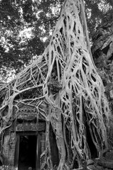  Crocodile Tree in Ta Prohm Temple (tree temple) in Angkor Wat complex in Cambodia where Laura Croft in Tomb Raider was shot. A Buddhist temple built in the 12th century. © Daniel Meunier