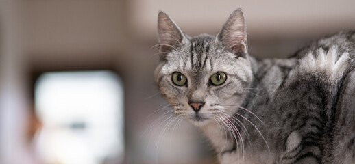 のんびりくつろぐ可愛い猫　サバトラ猫	